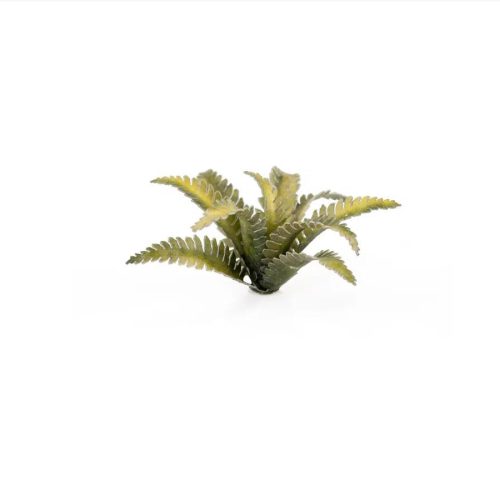 deer fern 2 1600x900 v2