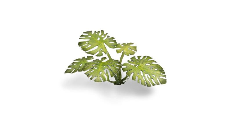 monstera 2 detail 1600x900 905f2a61 7abb 478d 9a9b 40868220245f